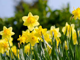 daffs
