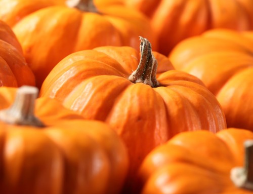 Pumpkin Growing Competition